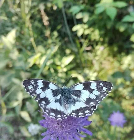 Thalassa E Bed & Breakfast 3*